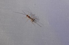 Hymenochaonia
