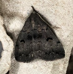 Phalaenostola hanhami