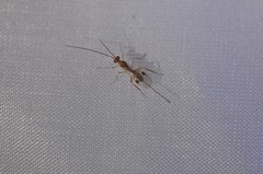 Hymenochaonia