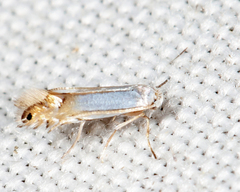 Phyllonorycter argentifimbriella