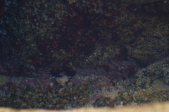 Abudefduf declivifrons