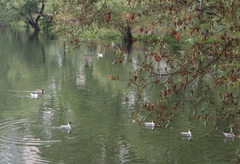 Chroicocephalus ridibundus