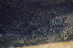 Abudefduf declivifrons