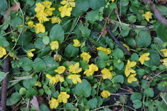 Lysimachia nummularia