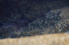 Abudefduf declivifrons