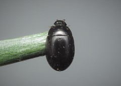 Hydrobius