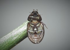 Hydrobius