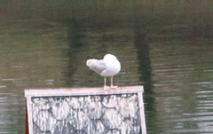 Larus argentatus
