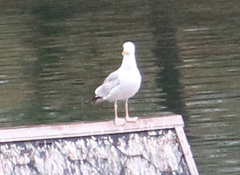 Larus argentatus