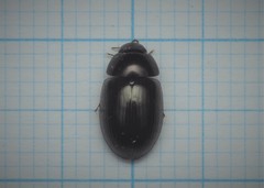 Hydrobius