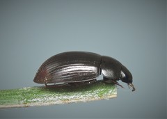 Hydrobius