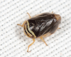 Clastoptera testacea