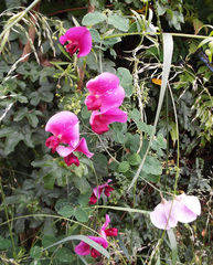 Lathyrus grandiflorus