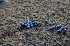 Echinolittorina modesta