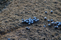 Echinolittorina modesta