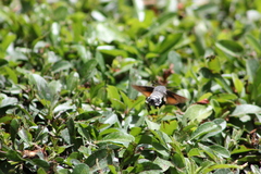Macroglossum stellatarum