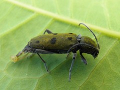 Chlorophorus glabromaculatus