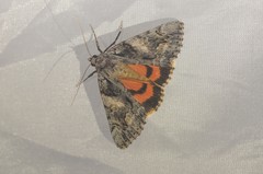 Catocala verrilliana