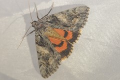 Catocala verrilliana