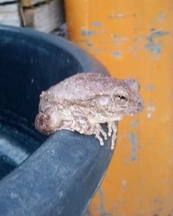 Hyla arenicolor