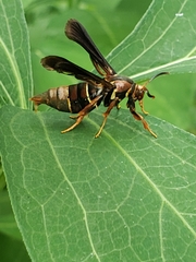 Vitacea polistiformis