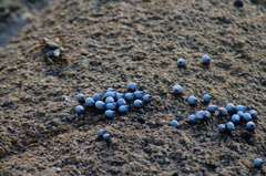 Echinolittorina modesta