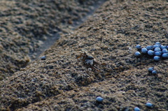 Echinolittorina modesta