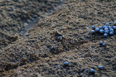 Echinolittorina modesta