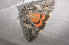 Catocala verrilliana