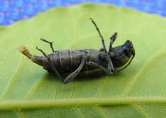 Chlorophorus glabromaculatus