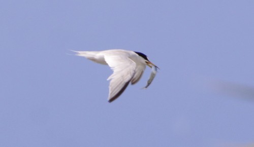 Charrancito americano (Sternula antillarum)