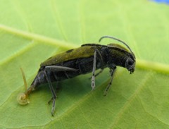 Chlorophorus glabromaculatus