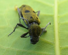 Chlorophorus glabromaculatus