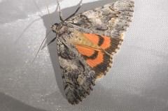 Catocala verrilliana