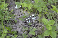 Myosotis popovii