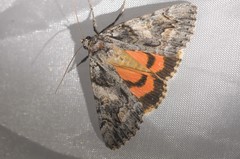 Catocala verrilliana