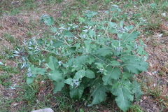 Arctium tomentosum