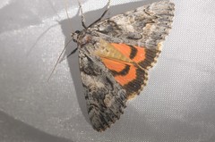 Catocala verrilliana