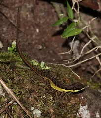 Anolis notopholis