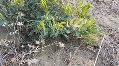 Astragalus succumbens