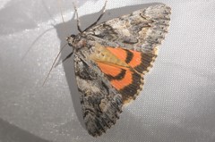 Catocala verrilliana