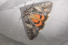 Catocala verrilliana