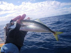 Decapterus russelli