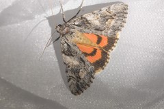 Catocala verrilliana