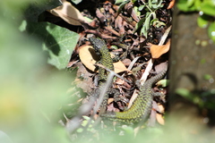 Podarcis muralis nigriventris