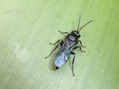 Argogorytes carbonarius