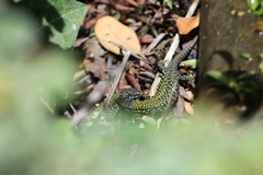 Podarcis muralis nigriventris