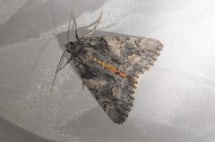 Catocala verrilliana