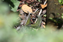 Podarcis muralis nigriventris
