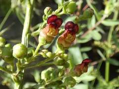 Scrophularia auriculata